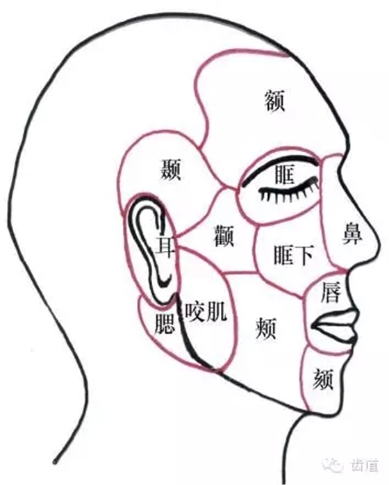 牙医基础知识：口腔颌面部应用解剖生理