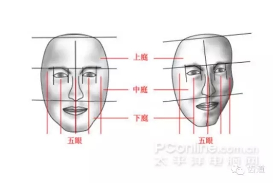 牙医基础知识：口腔颌面部应用解剖生理