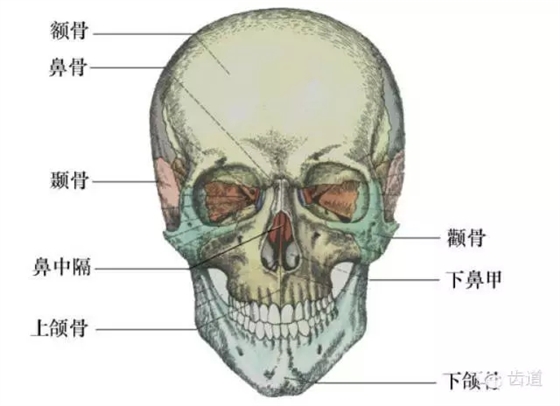 牙医基础知识：口腔颌面部应用解剖生理