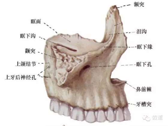 牙医基础知识：口腔颌面部应用解剖生理