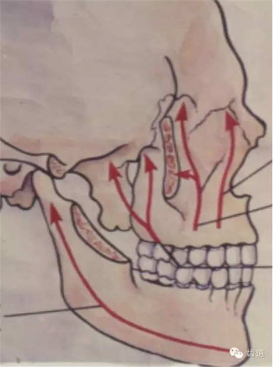 2,下颌骨(mandible)