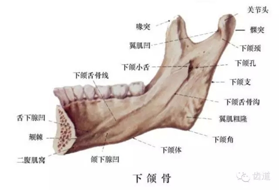 牙医基础知识：口腔颌面部应用解剖生理