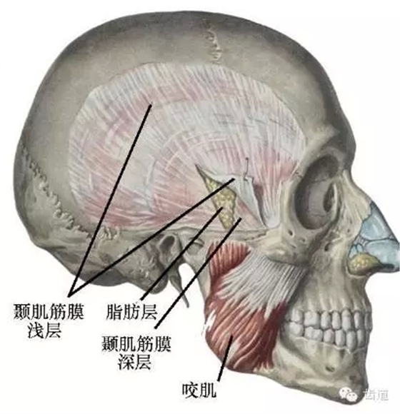 牙医基础知识：口腔颌面部应用解剖生理