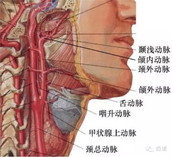 牙医基础知识：口腔颌面部应用解剖生理