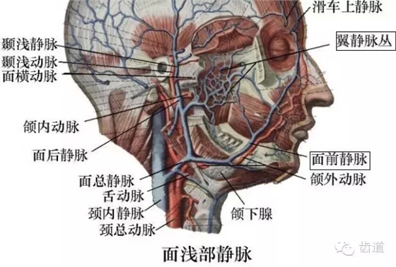 牙医基础知识：口腔颌面部应用解剖生理