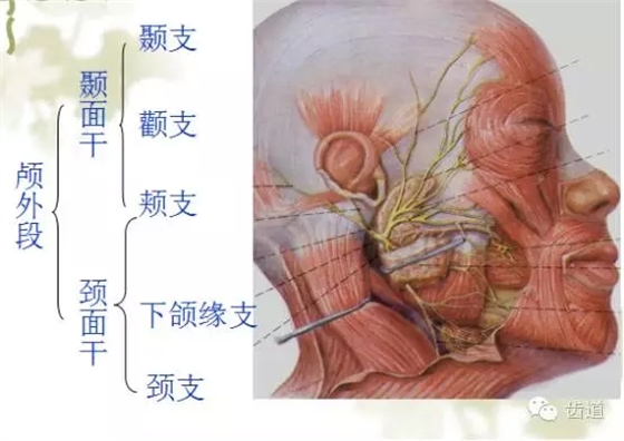 牙医基础知识：口腔颌面部应用解剖生理