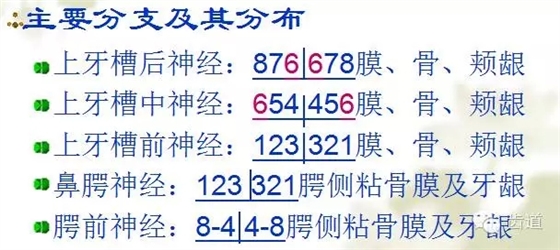 牙医基础知识：口腔颌面部应用解剖生理