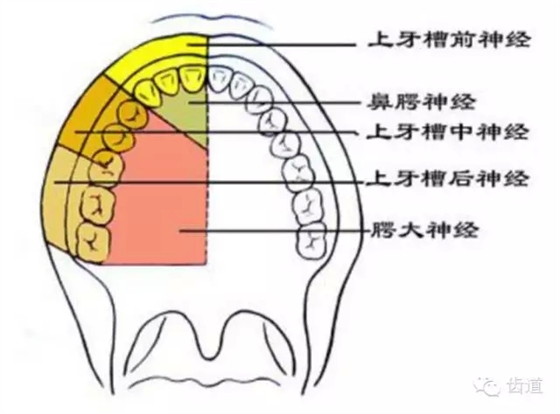 牙医基础知识：口腔颌面部应用解剖生理