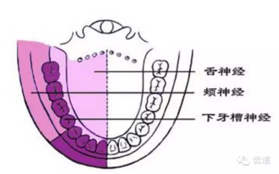 牙医基础知识：口腔颌面部应用解剖生理