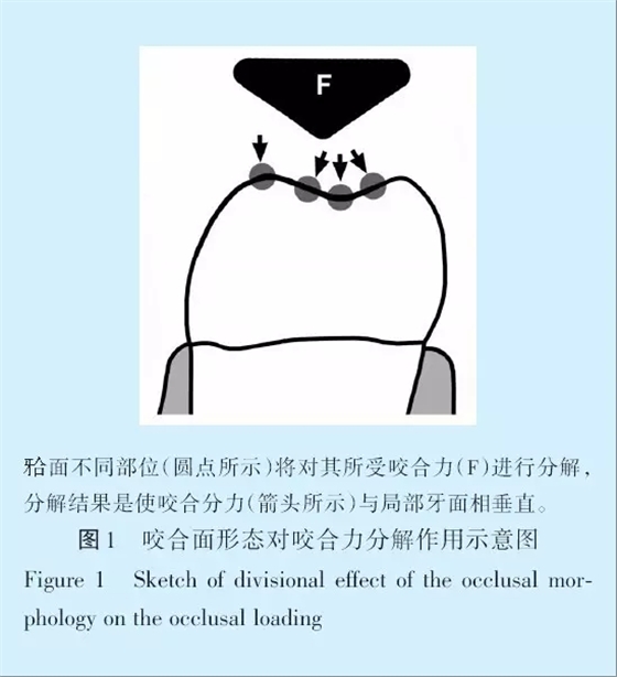 王美青.浅谈咬合修复重建中的（牙合）学问题