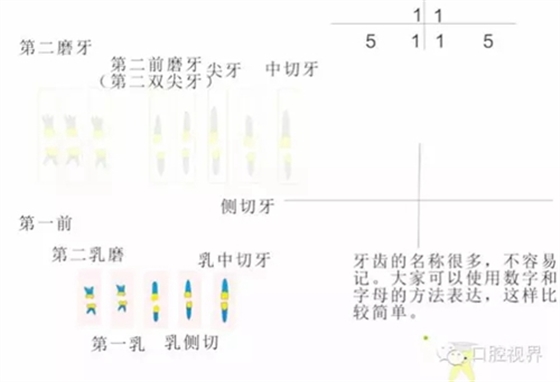 【口腔科普】爱牙从这里开始——爱牙科普知识300问（连载五）