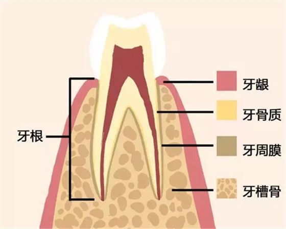 【爱牙科普】牙齿是如何脱落的…