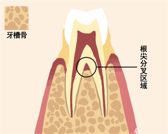 【爱牙科普】牙齿是如何脱落的…