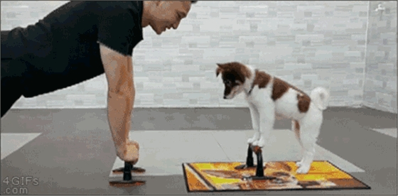宠物图片