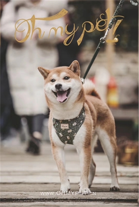 小狗图片