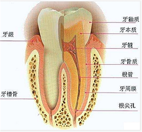 牙齿的结构