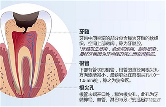 厂家来解说：多频技术的根管长度测定仪