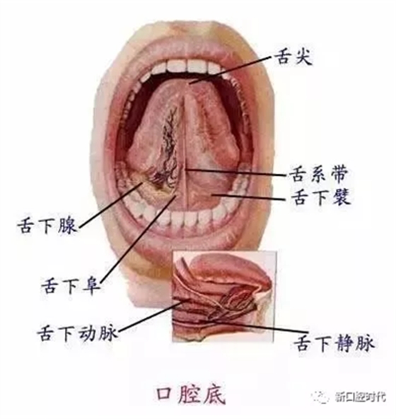 口腔科相关解剖图