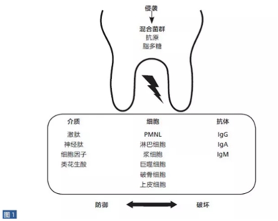 根尖周炎的病因与症状