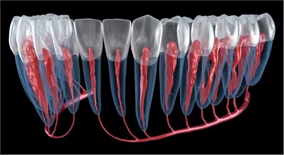 种植体与神经管的「相爱相杀」