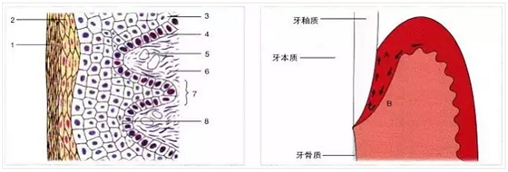 【深牙周袋治疗】深牙周袋处理术式的选择