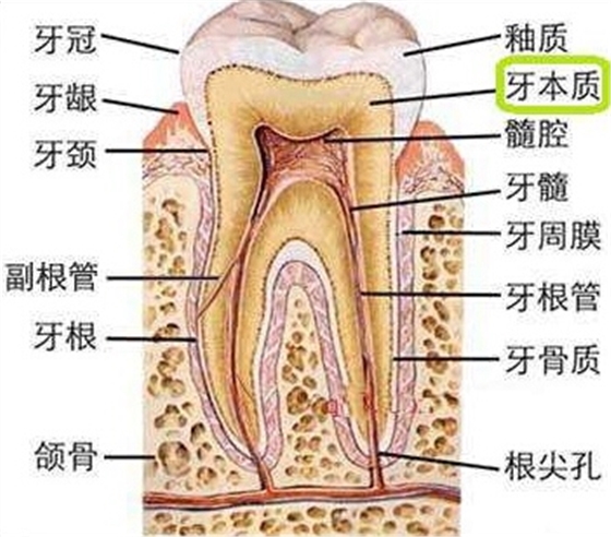 牙本质