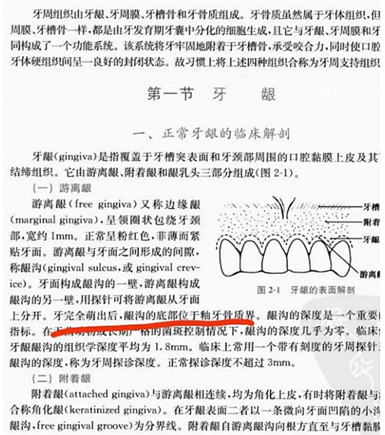 牙龈