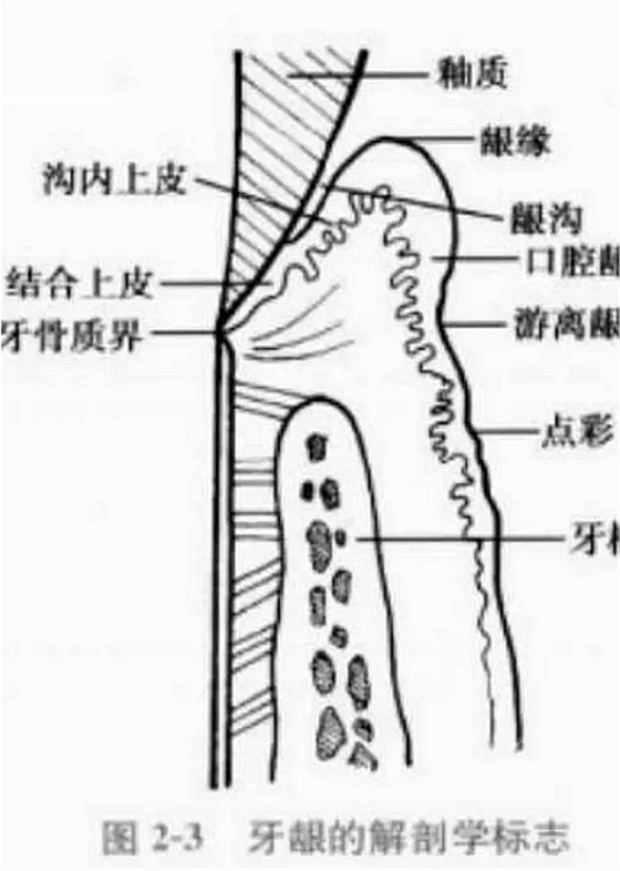 牙龈的解剖学标志