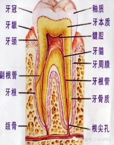 什么是根管治疗? 什么是牙齿杀神经?