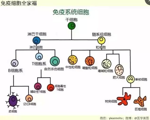 免疫细胞全家福