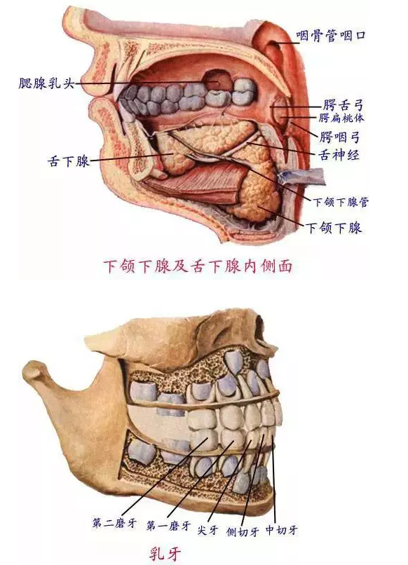 口腔解剖图谱给大家 触目惊心的口腔高清晰解剖图 转:口腔医学网