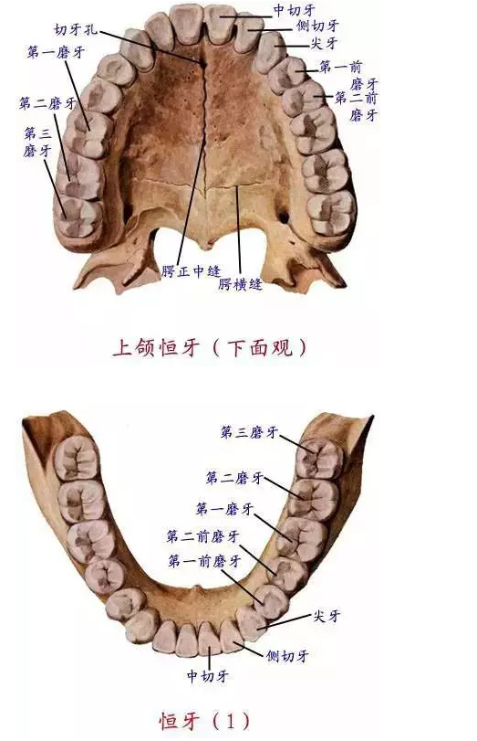 牙齿组织图.