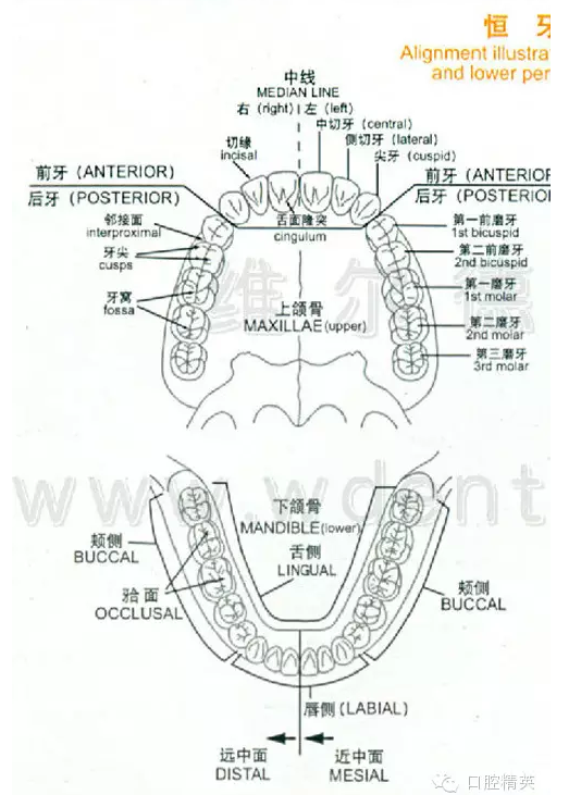 牙齿的形态图