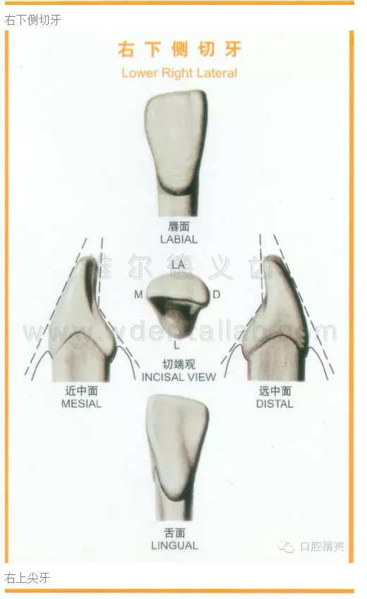 牙齿的形态图