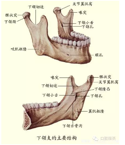 原因:麻醉点定位不准确,即下牙槽神经和下颌骨的位置关系不明确,因为