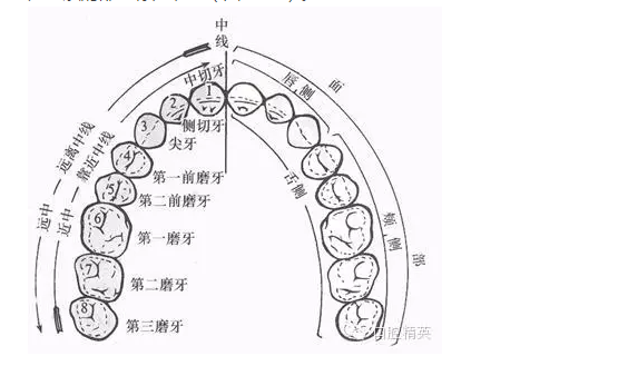 牙体解剖应用名称