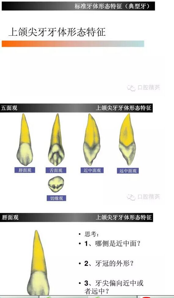 上颌尖牙(上3)如此复杂?学习了