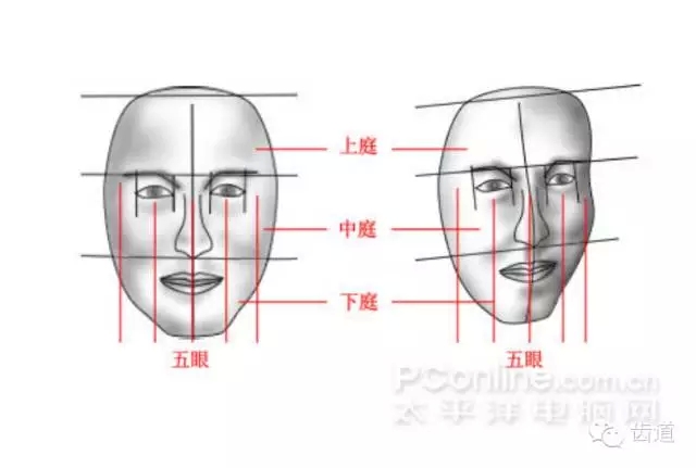 牙医基础知识：口腔颌面部应用解剖生理