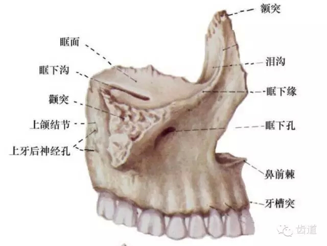 一体(窦):中心部分为上颌骨体,其中空部分为上颌窦,呈锥形.