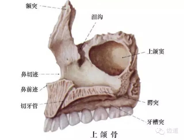 牙医基础知识：口腔颌面部应用解剖生理