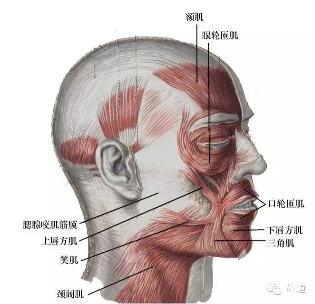 牙医基础知识：口腔颌面部应用解剖生理