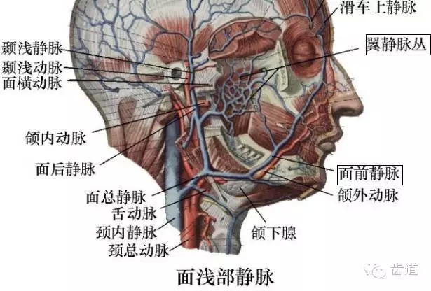 牙医基础知识：口腔颌面部应用解剖生理