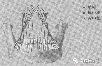 牙正常排列时的倾斜规律