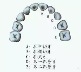 儿童换牙齿顺序图_隐形矫正牙齿_十二岁小