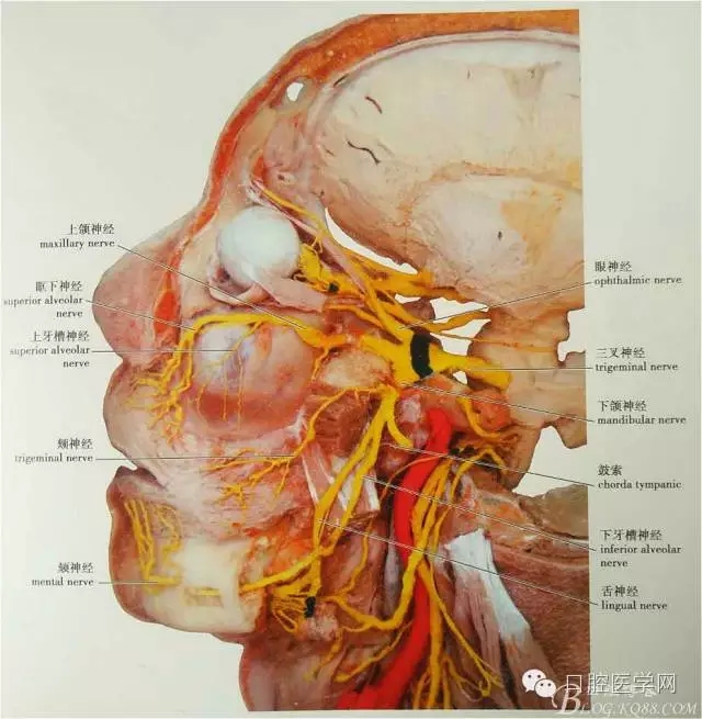 即使是老手也会失手的麻醉----下牙槽、舌、颊一次阻滞麻醉