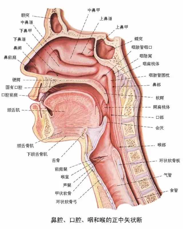 高清口腔口腔解剖图 一定要珍藏