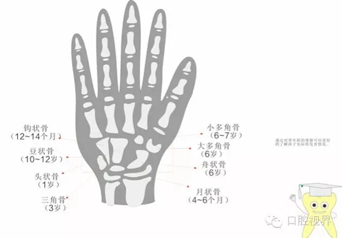 【爱牙科普知识300问】之 “口腔是怎样形成发育和工作的？”