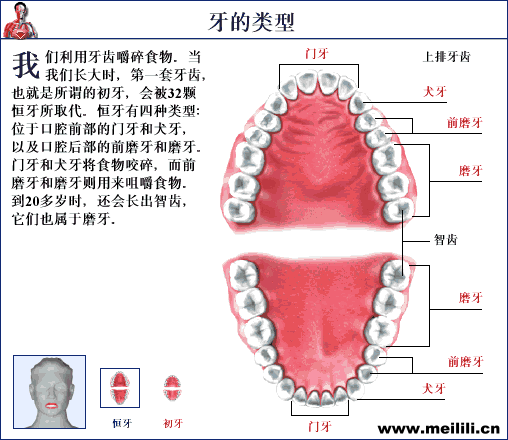【爱牙科普】牙齿原来分这几种类型？.gif