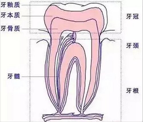 先放几张图,让你们涨涨姿势,不拍片根本不知道你的牙齿长得会有多奇葩