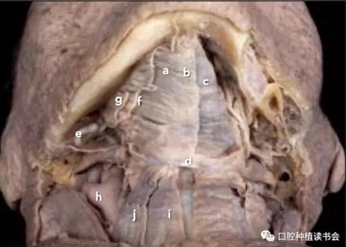 与骨增量相关的下颌区域解剖标志（1）